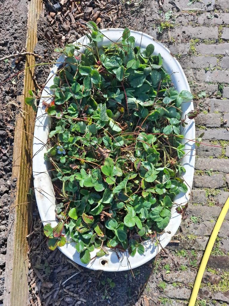 Aardbeien plantjes, Tuin en Terras, Ophalen, Volle zon