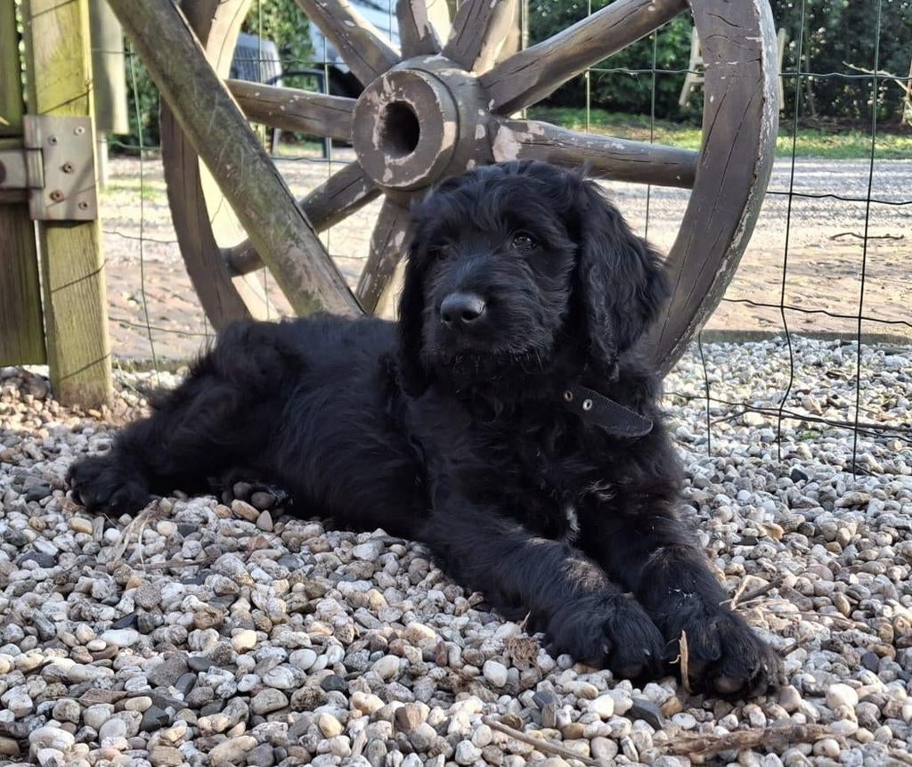 Pup teef Bloedhond/Zwitserse Sennen x Labradoodle, Overige rassen, 8 tot 15 weken, Teef, Parvo