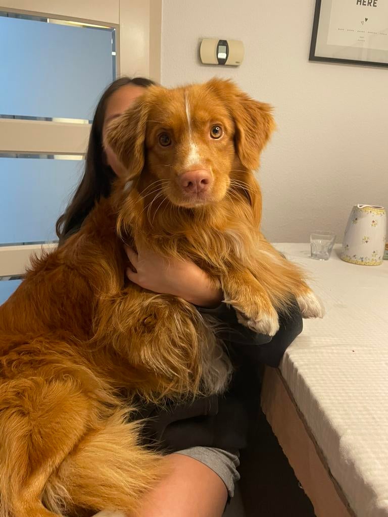 Nova Scotia Duck Tolling retriver dek reu, Dieren en Toebehoren, Reu, Parvo, Eén hond, 3 tot 5 jaar