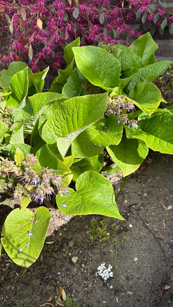 Oosterse bernagie, Ophalen, Halfschaduw