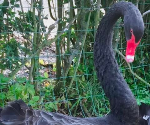 Zwarte zwaan (man) – 4 jaar oud, Dieren en Toebehoren, Pluimvee, Mannelijk, Overige soorten