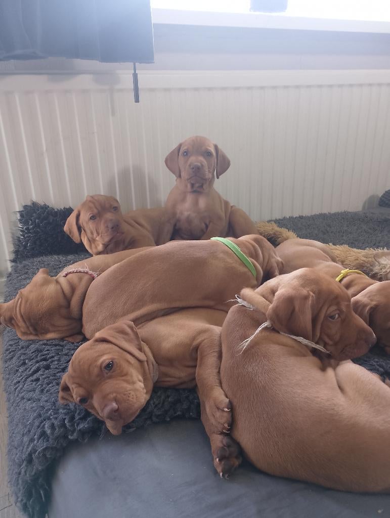te koop vizsla pups .Met fci stamboom en koopgarantie ., Parvo, Overige rassen, 8 tot 15 weken, Meerdere