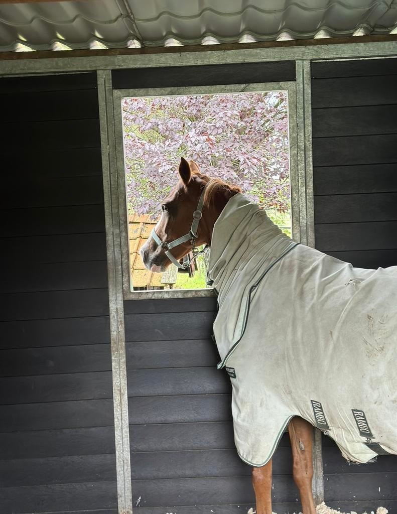 Verzorgster gezocht, Verzorging of Verzorgpony's