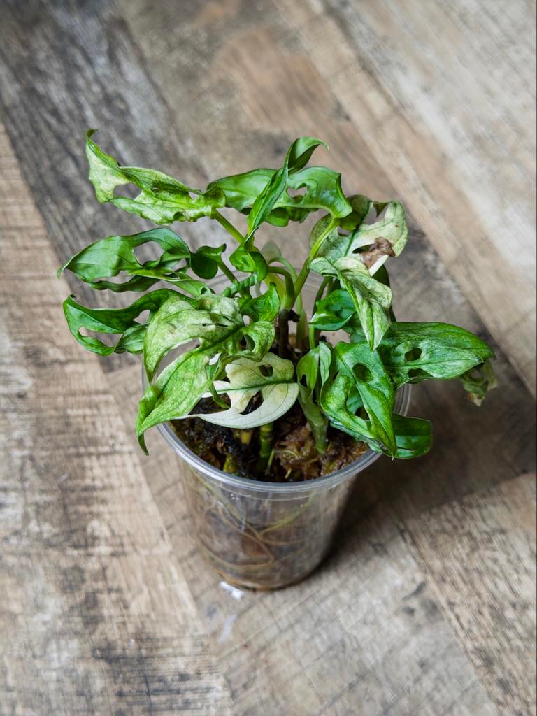 Monstera Adansonii Variegata, Huis en Inrichting, Kamerplanten, Ophalen of Verzenden, Halfschaduw, Minder dan 100 cm