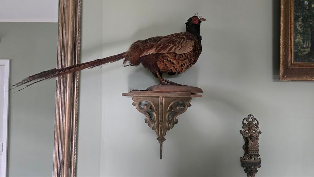 Opgezette fazant, Meerdere dieren