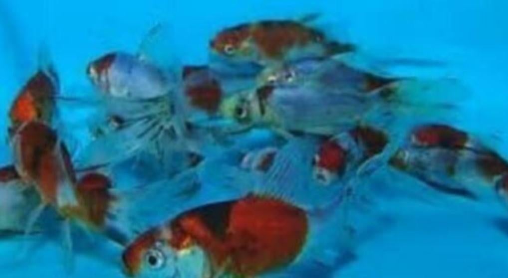 Shubinkin goudvissen ca 7–10 cm - Koidream Valburg