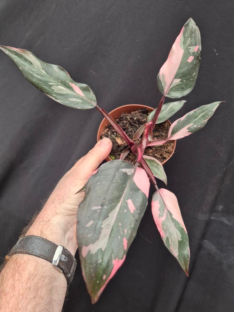 Philodendron Pink Princess p12 (2), Ophalen of Verzenden, Halfschaduw, Minder dan 100 cm