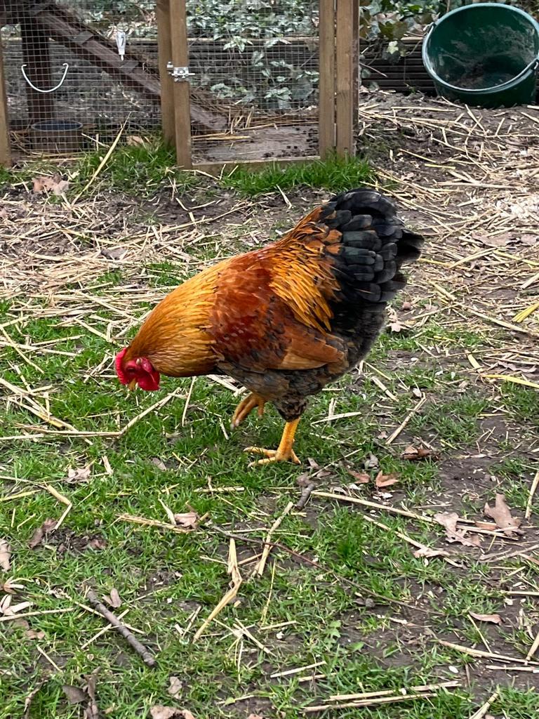 Haan te koop (Wyandotte kriel), Dieren en Toebehoren, Pluimvee, Mannelijk, Kip