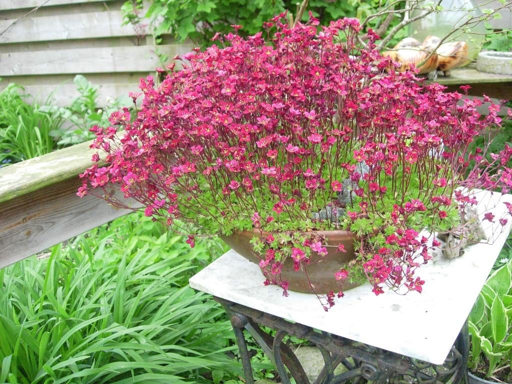 steenbreek, rood, Ophalen, Overige soorten, Volle zon