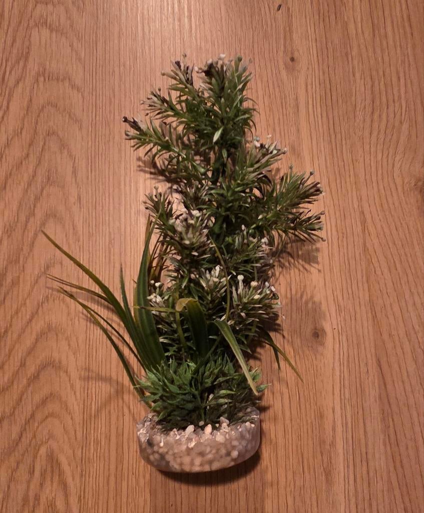 Plant aquarium (nep), Dieren en Toebehoren, Ophalen, Plant(en), Steen of Hout