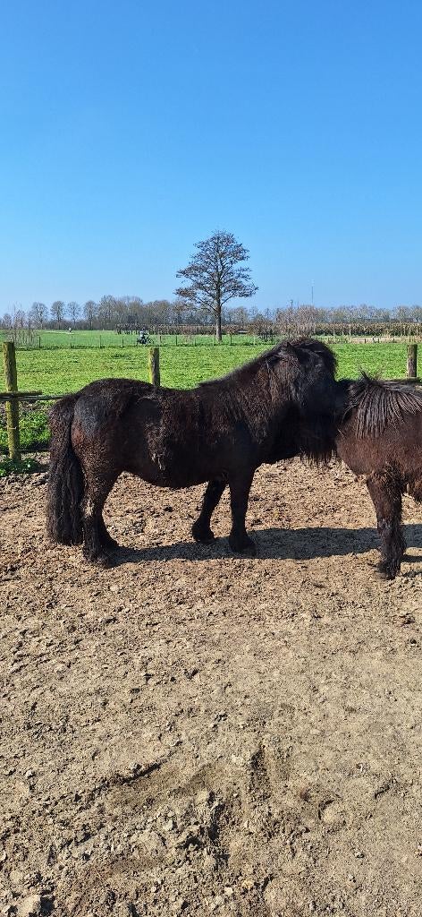 nsps shetlanders merries, Dieren en Toebehoren, Pony's, Merrie, Met stamboom, 0 tot 2 jaar, A pony (tot 1.17m)