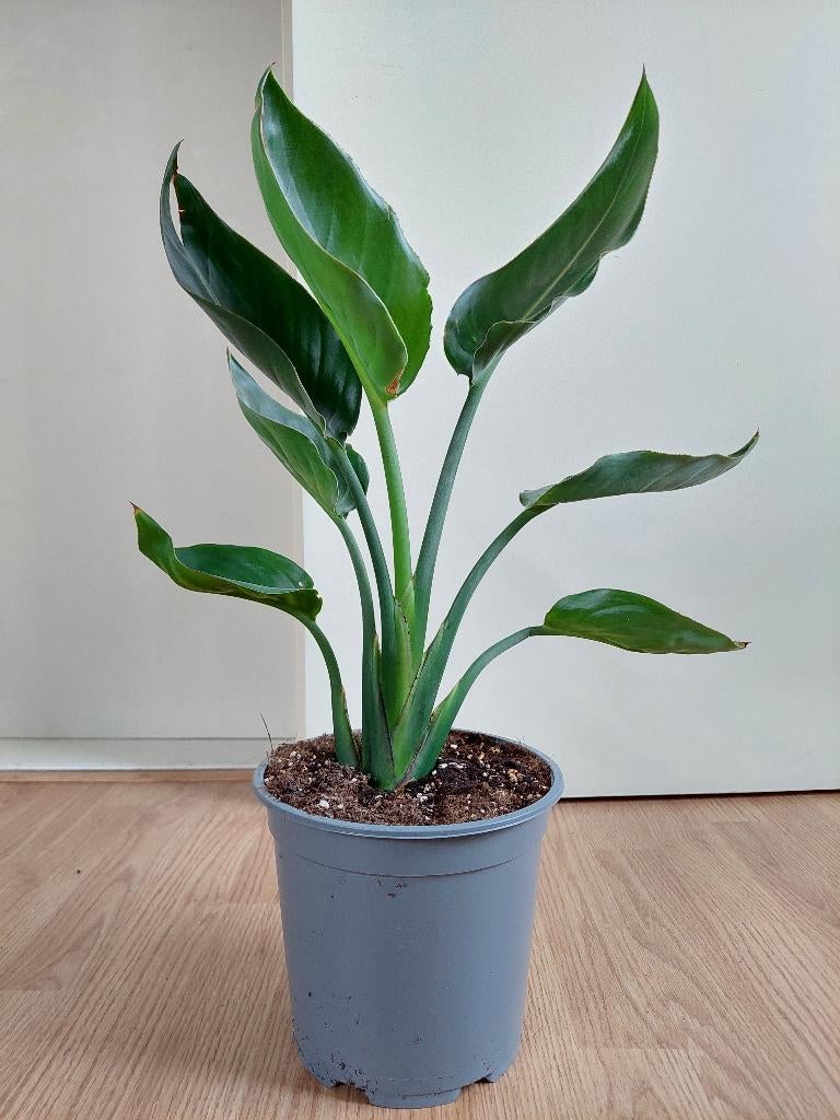 Strelitzia Reginae-Paradijsvogelbloem/Paradijsvogelplant H55, Ophalen, Overige soorten, Halfschaduw, Minder dan 100 cm