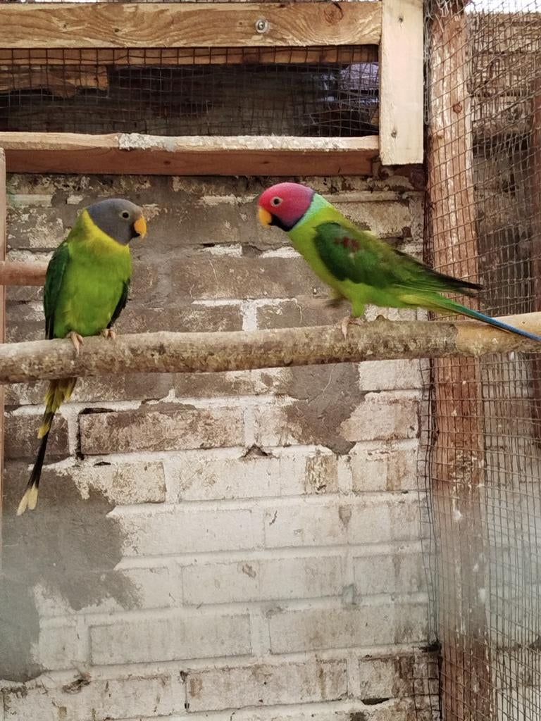 Pruim koppen koppeltje, Dieren en Toebehoren, Vogels | Parkieten en Papegaaien, Meerdere dieren, Parkiet