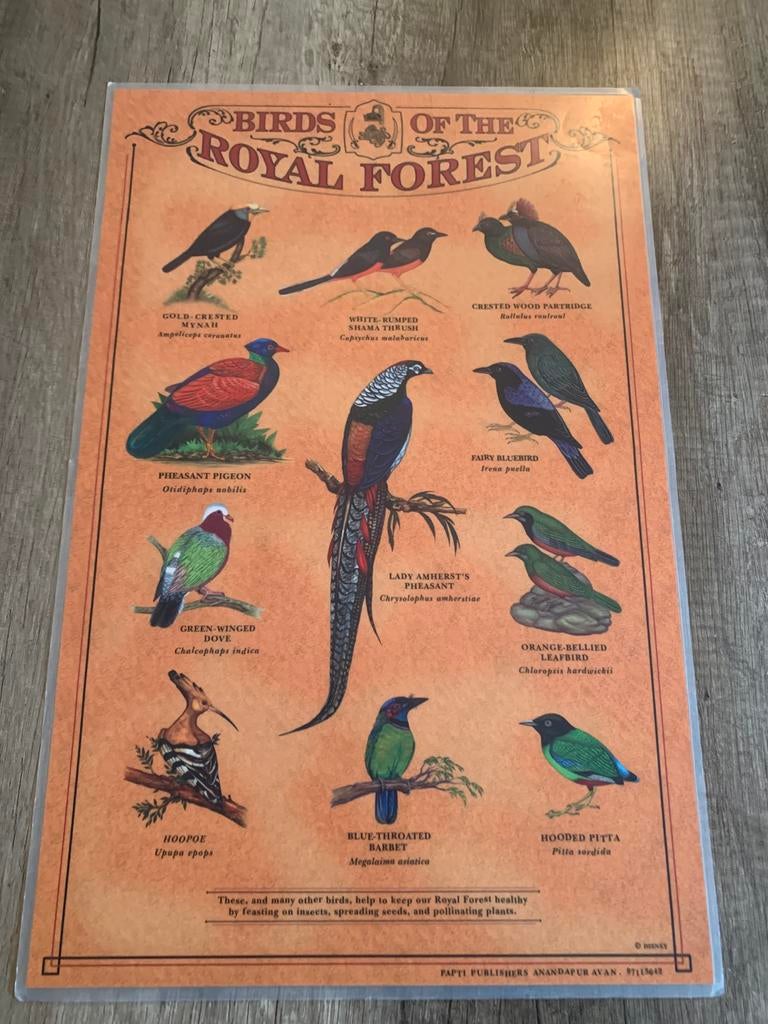 De Maharajah Jungle Trek  Disney's Animal Kingdom birds, Ophalen of Verzenden, Zo goed als nieuw, Vogel, Overige typen