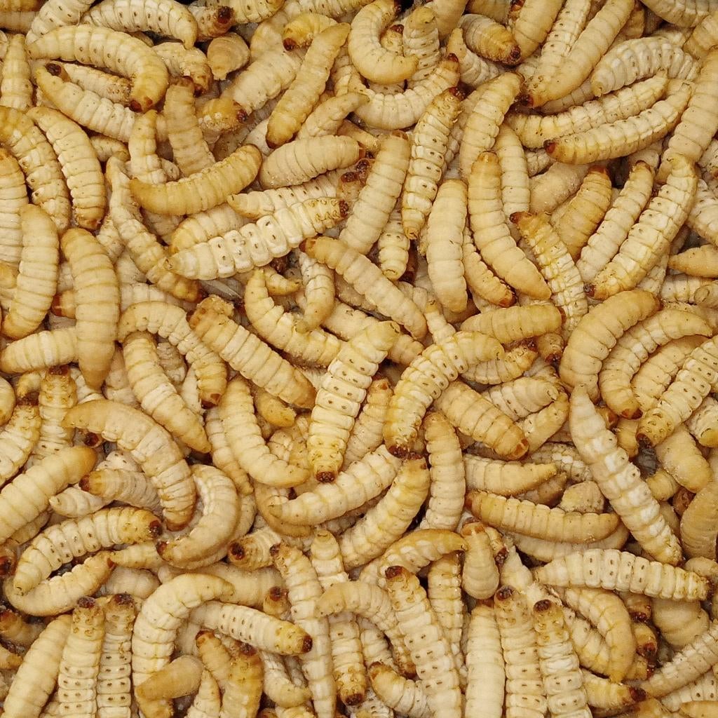 levende insecten !!!!, Geslacht onbekend