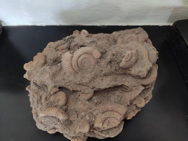 fossiel beeld, Ophalen, Fossiel