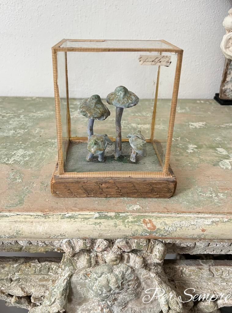 Per Sempre,Botanische Paddestoel in display,Oud Lesmateriaal, Ophalen of Verzenden
