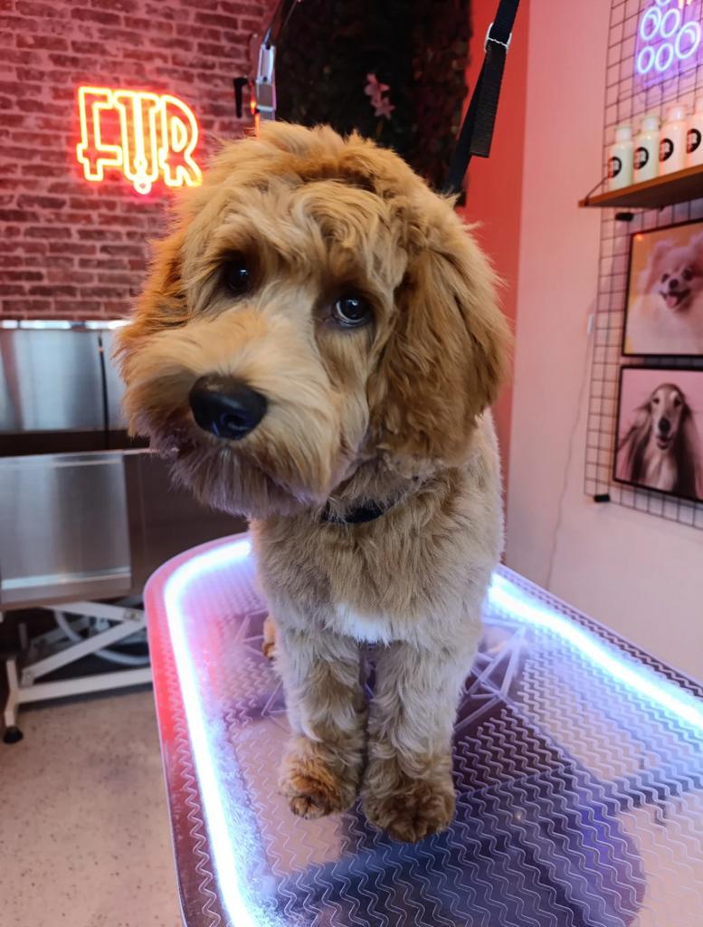 Autralian Labradoodle medium pups + stamboom verwacht 17-04, Overige rassen, Parvo, Meerdere, Meerdere dieren