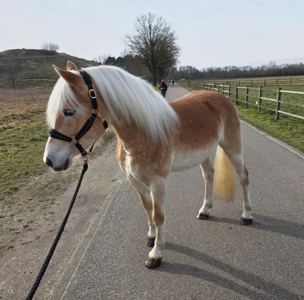 Mooie Haflinger Merrie met STAMBOEK, 4Jaar., Merrie, Met stamboom, Minder dan 160 cm, Dressuurpaard
