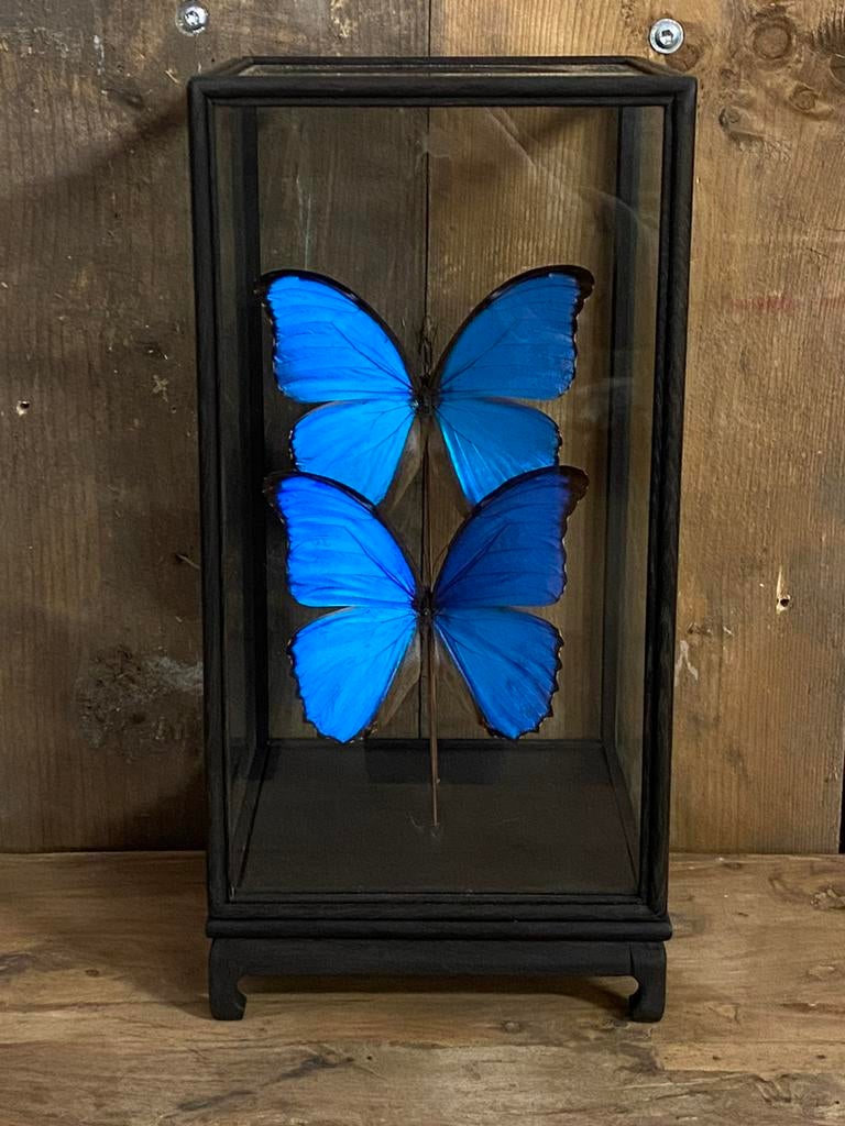 Mooie vitrine met twee opgezette Morpho Didiua vlinders, Ophalen, Nieuw, Insect, Opgezet dier