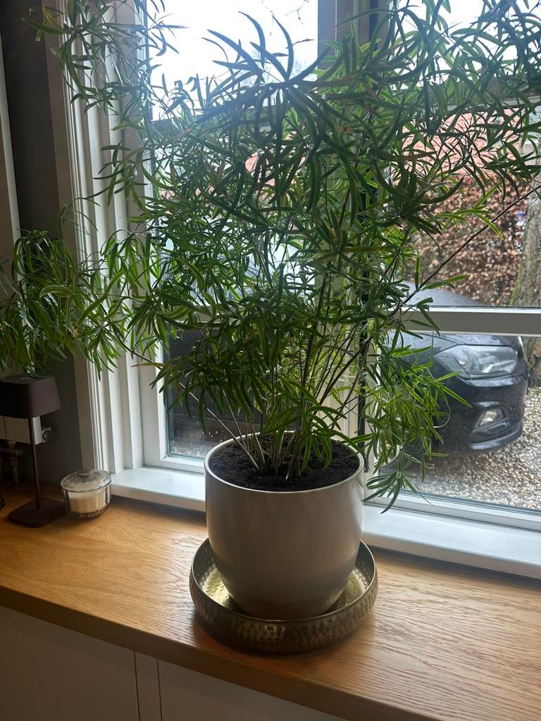 Hele grote Asparagus falcatus, Ophalen, Overige soorten, In pot, Minder dan 100 cm