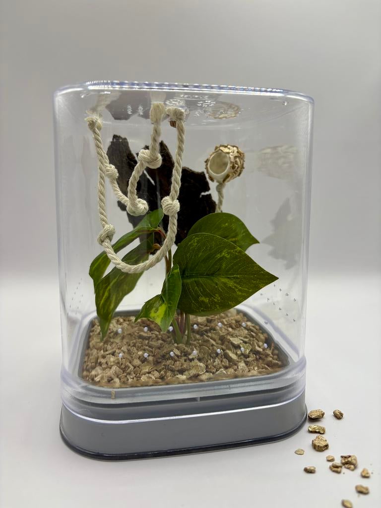 Terrarium springspin | Super mooi, lief huisje, Dieren en Toebehoren, Insecten en Spinnen