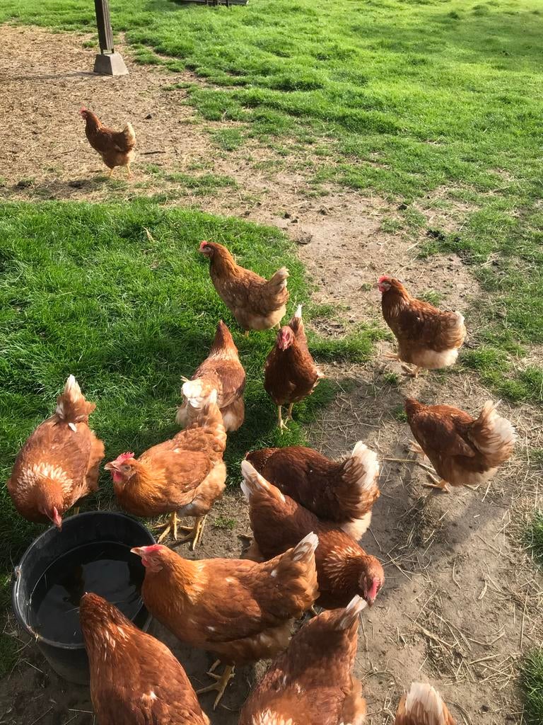 Jonge leghennen legkippen bruin en witte kippen 19 weken, Vrouwelijk, Kip
