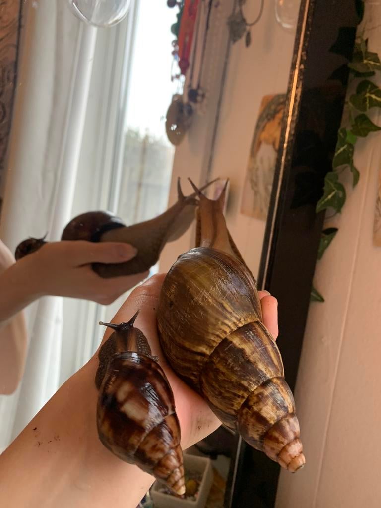 Jonge reuzenslak (afrikaanse agaat slak), Dieren en Toebehoren, Reptielen en Amfibieën, Overige soorten, 0 tot 2 jaar