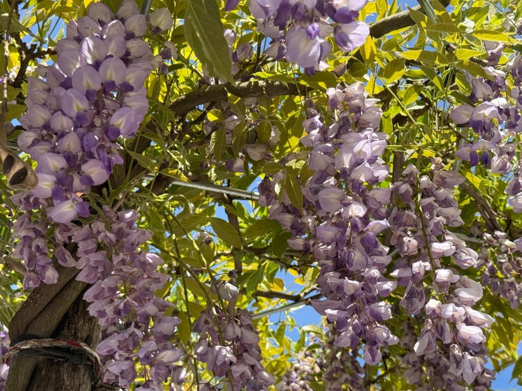 Wisteria sinensis dakboom (Blauwe regen) parasol te koop!!, Ophalen of Verzenden, Dakboom, 250 tot 400 cm, Zomer