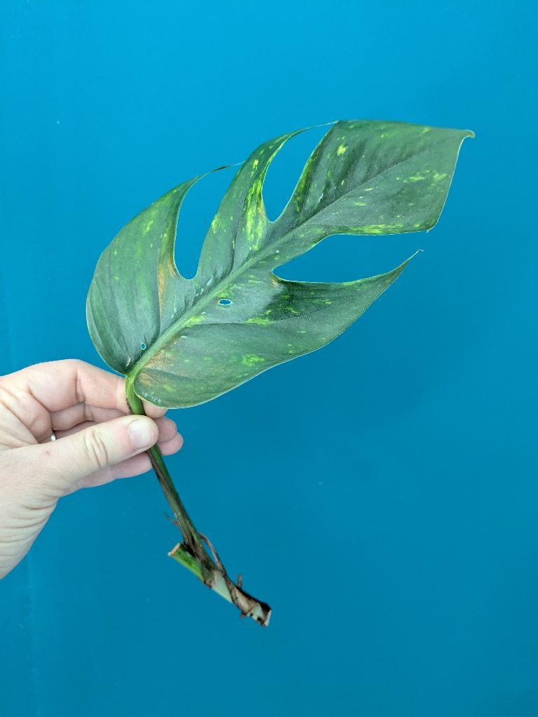 Epipremnum Pinnatum Baltic Blue, Ophalen of Verzenden, Volle zon, Minder dan 100 cm