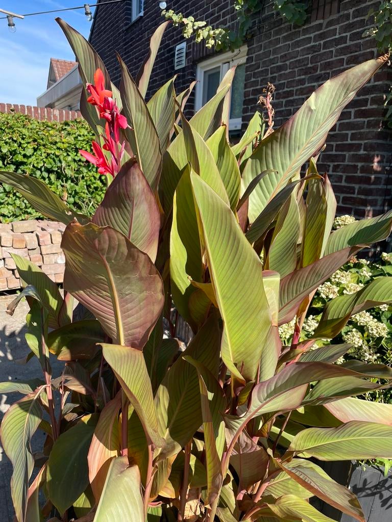 Canna zaden., Ophalen of Verzenden, Overige soorten, Volle zon