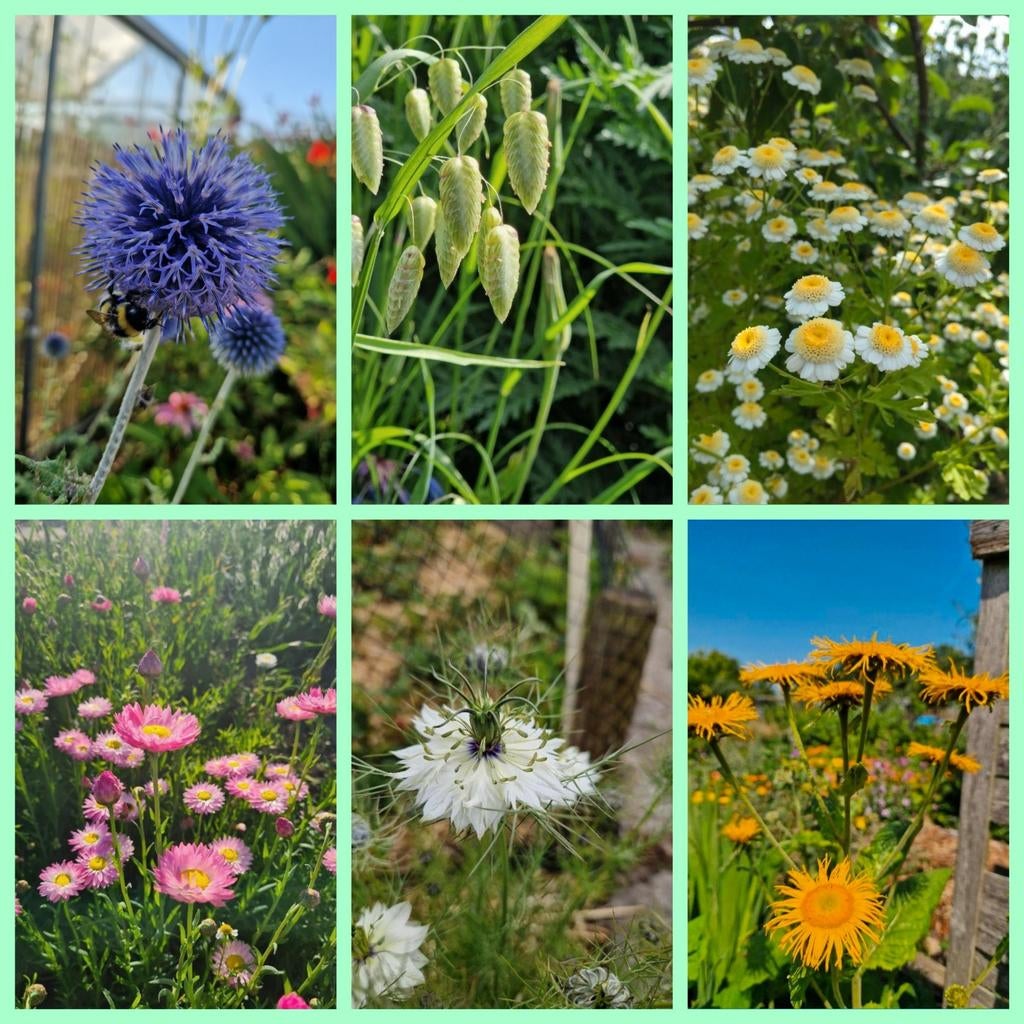 Onbespoten bloemenzaden eenjarig en meerjarig, Tuin en Terras, Bloembollen en Zaden, Ophalen of Verzenden