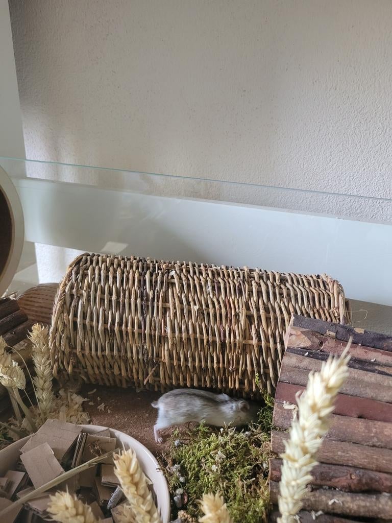 Hele lieve hamster met spullen erbij te koop!, Ophalen of Verzenden
