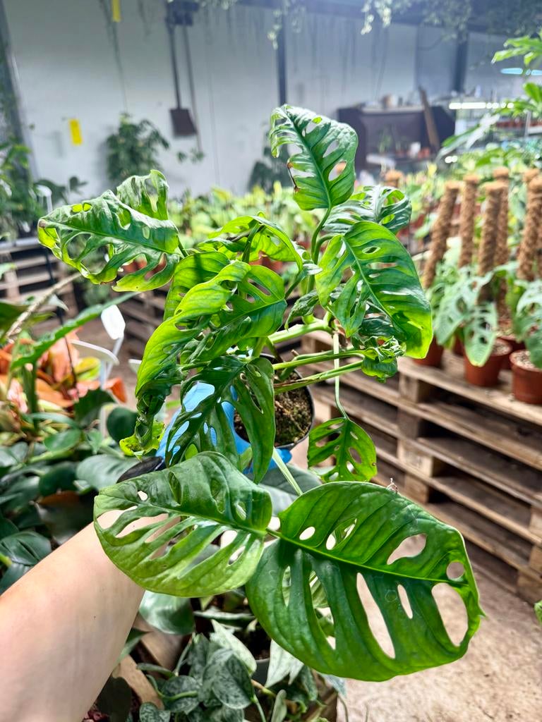 Monstera Monkey Mask (Adansonii) - p12, Ophalen of Verzenden