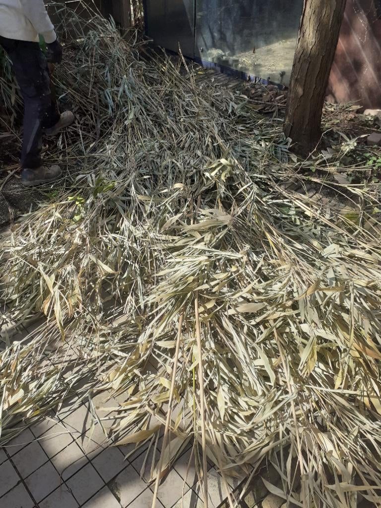 Bamboestokken, Ophalen, Gebruikt