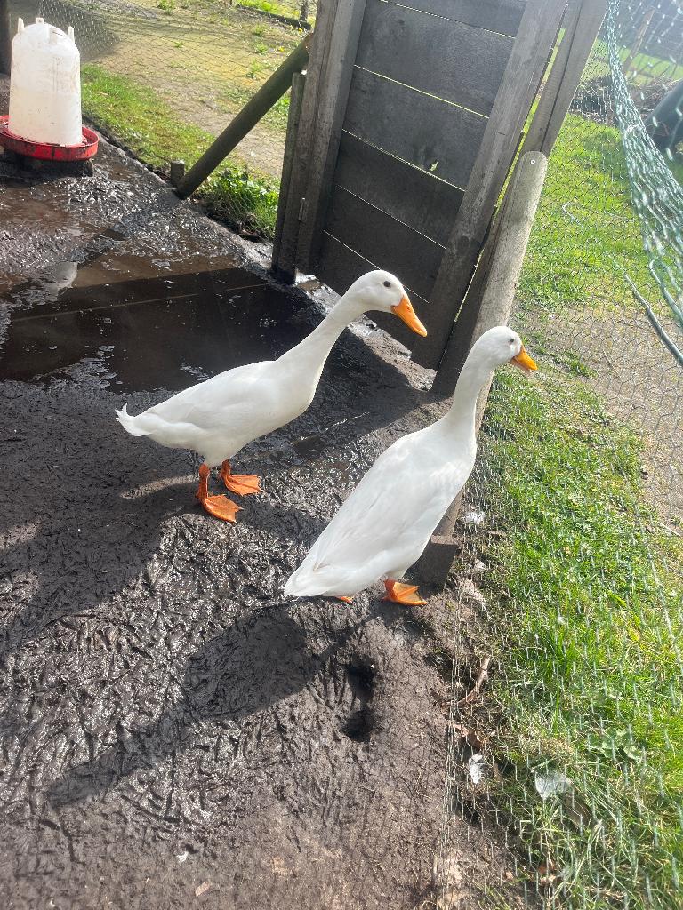 Loopeenden, Dieren en Toebehoren, Februari, Meerdere dieren