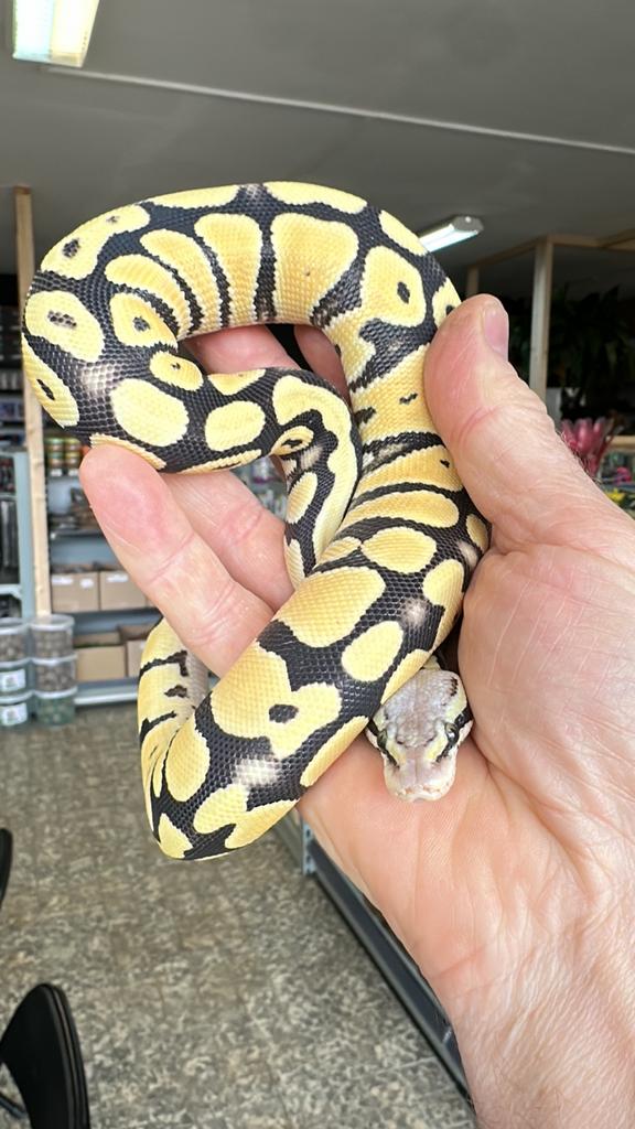 Python regius Super Pastel DG 0.01 Ball Python - male for sale from Olaf
