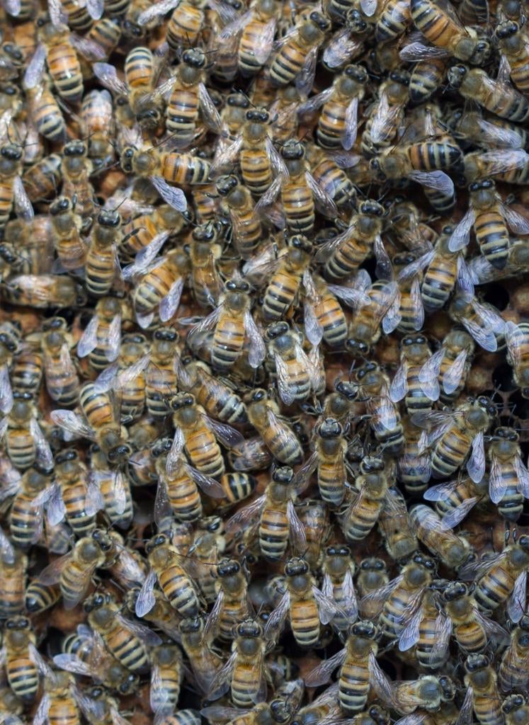 Bijenvolk, Bijen
