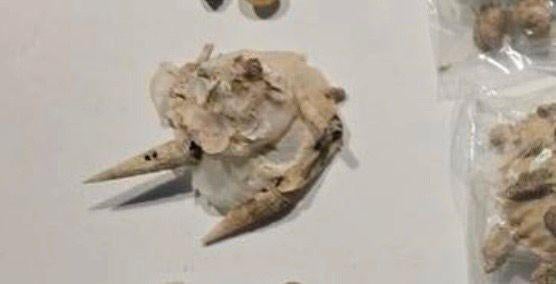 Mooie Xenophora Pallidula schelpen( verzamel schelp), Ophalen of Verzenden