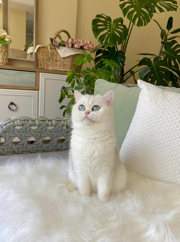 British Shorthair NS11 | Silver Shaded | Showkwaliteit, Dieren en Toebehoren, Katten en Kittens | Raskatten | Korthaar, Poes, Met stamboom