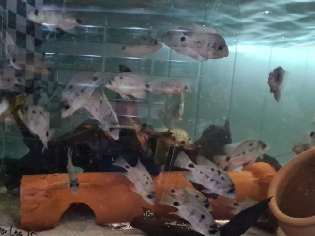 Vieja Argentea Cichliden bij Sjaka's Fish Heaven, Dieren en Toebehoren, Vis, Zoetwatervis