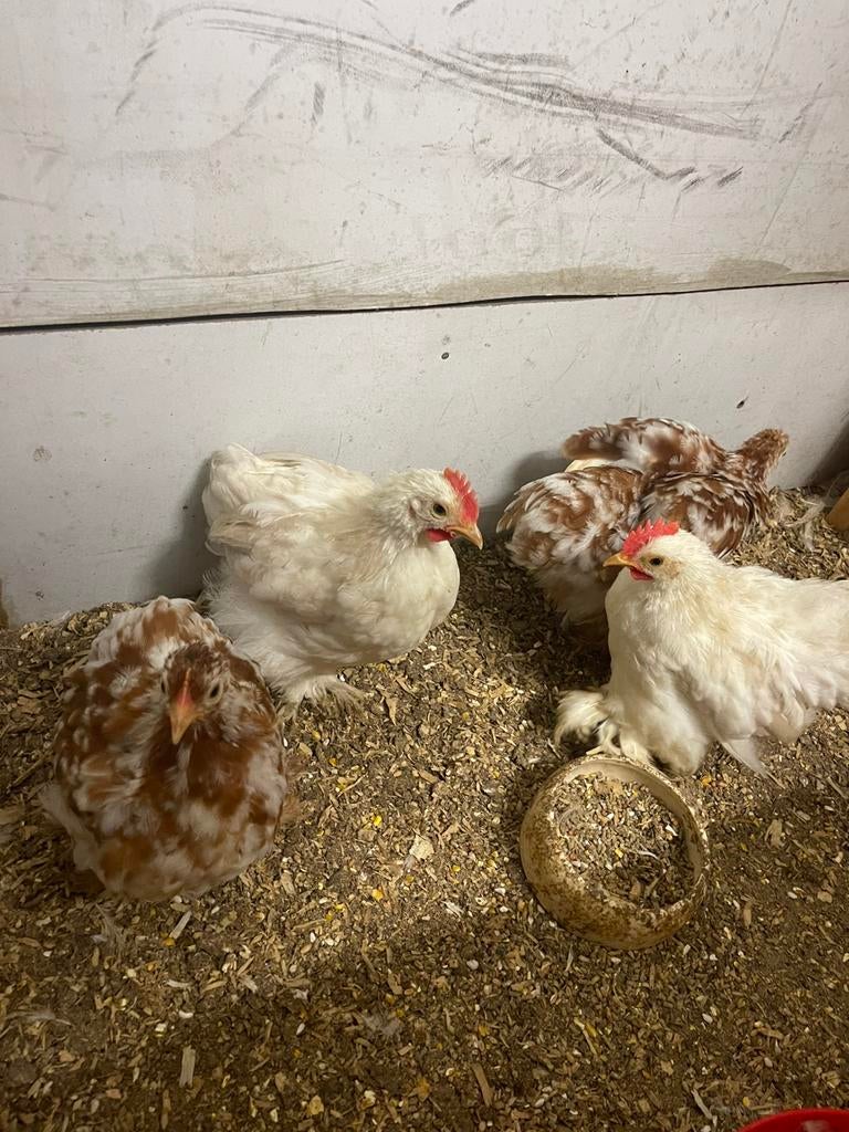 Witte Cochin haantjes, Mannelijk, Kip