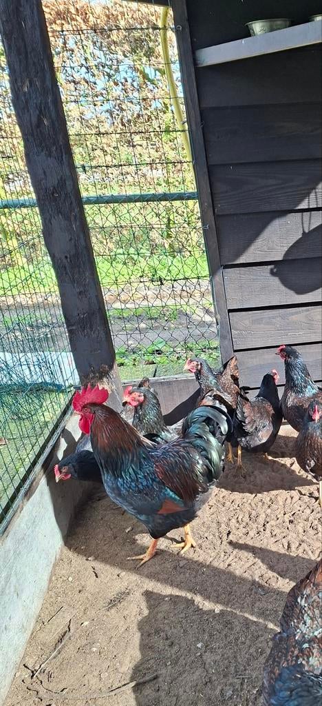 Broedeieren bruin dubbel gezoomde Barnevelders, Dieren en Toebehoren, Geslacht onbekend, Kip