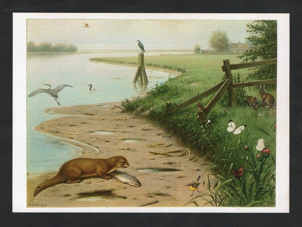 Ansichtkaart Schoolplaat Aan De Rivier, Otter Aalscholver., Ophalen of Verzenden, 1980 tot heden, Ongelopen, Wild dier