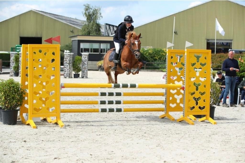 Allround C sportpony, Merrie, C pony (1.27m tot 1.37m), 11 jaar of ouder, Met stamboom