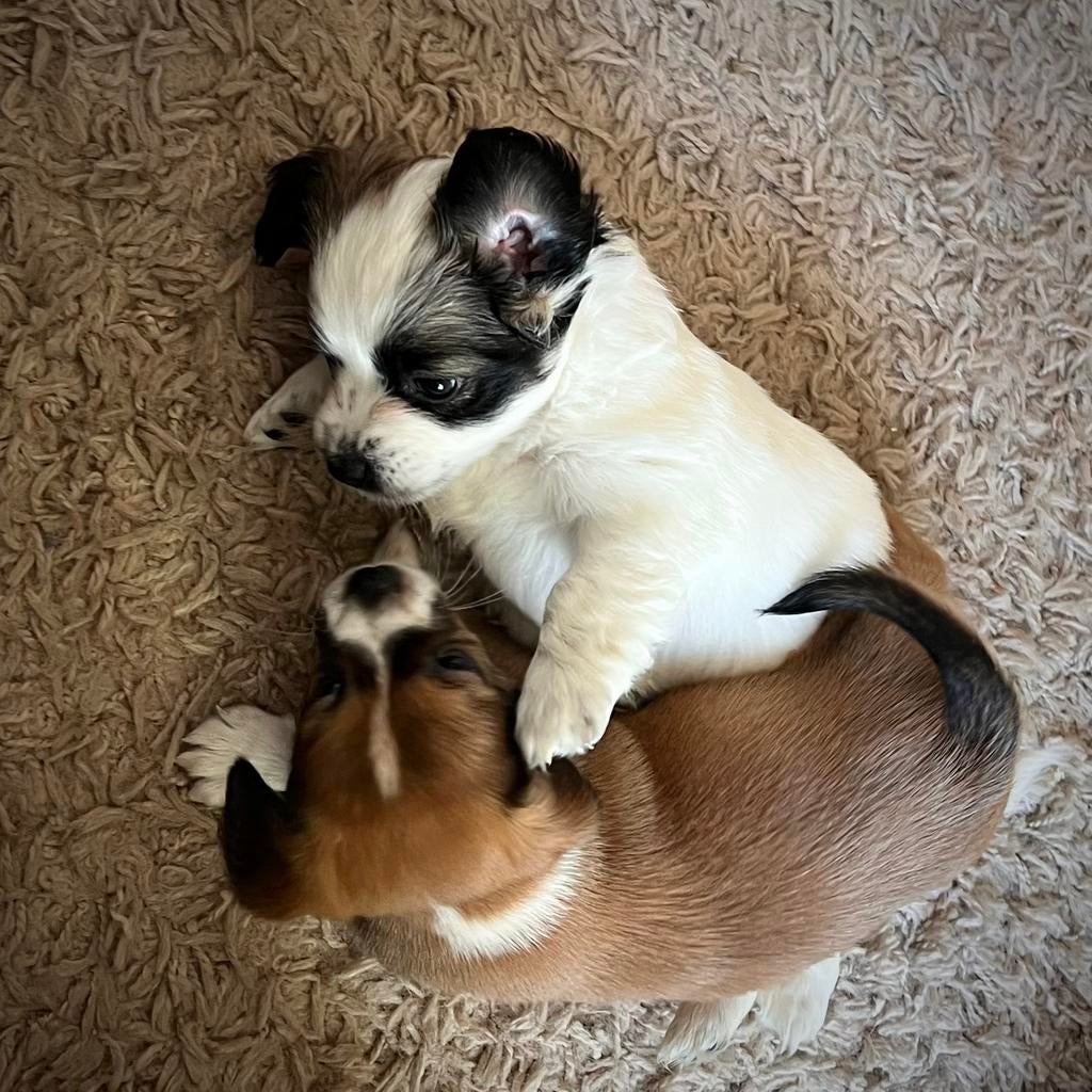 Boomer pups te koop, Overige rassen, 8 tot 15 weken, Meerdere, Meerdere dieren