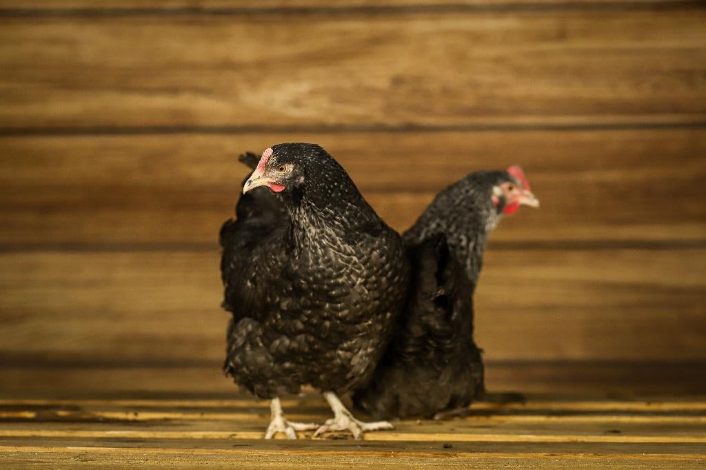 Sussex kip | Gezonde en mooie kippen | Goede legger, Vrouwelijk, Kip