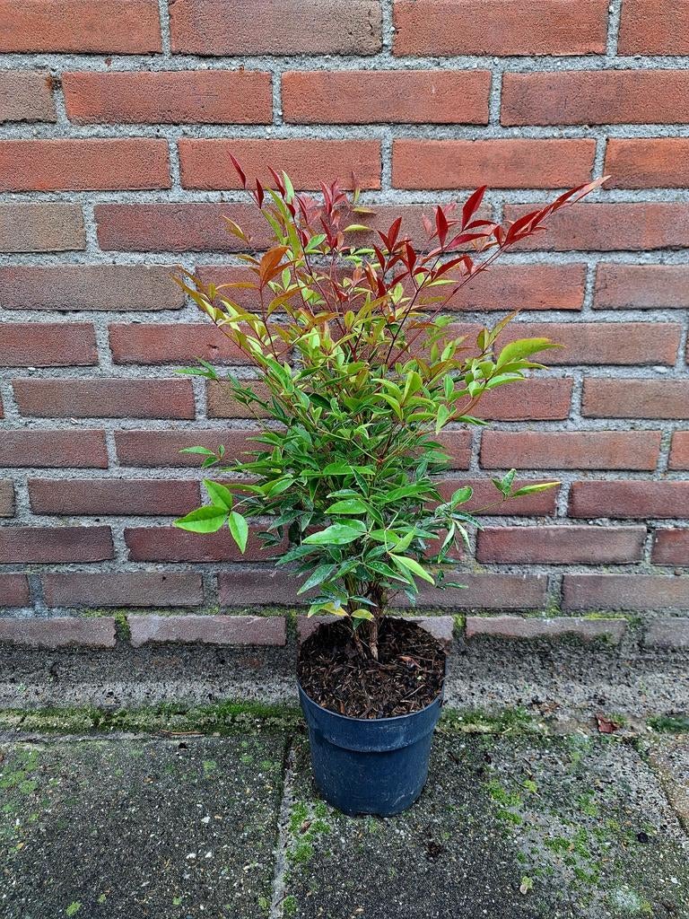 Nandina domestica Hemelse Bamboe 🍀🌸, Ophalen, Overige soorten