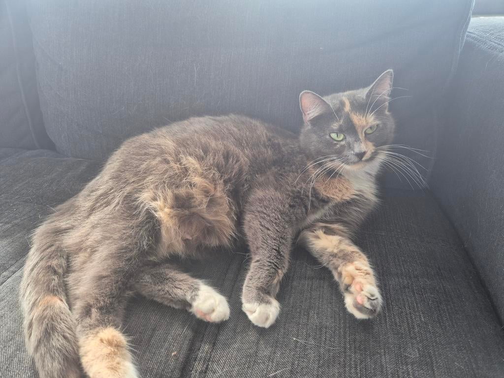 Pasgeboren kittens 30-03-2026 geboren