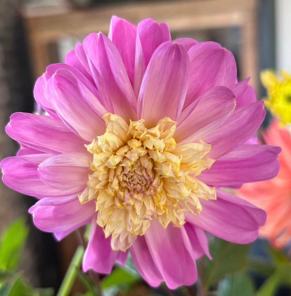 Dahlia bloem bollen bloembol roze geel, Tuin en Terras, Bloembollen en Zaden, Ophalen of Verzenden, Volle zon, Knol